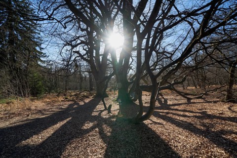 Dwarf Beech, Primeval forest Urwald Sababurg, Hofgeismar, Weser Uplands, Weserbergland, Hesse,