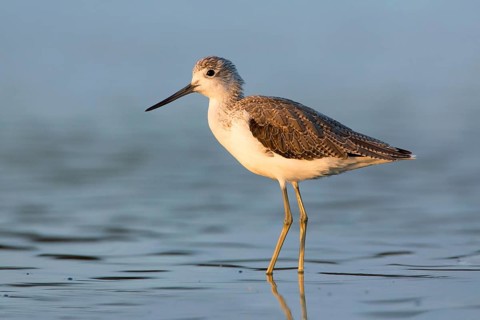 Common Greenshank (Tringa nebularia), Victoria, Australia