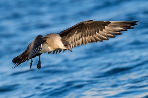Parasitic Jaeger (Stercorarius parasiticus) flying, Eilat, Israel