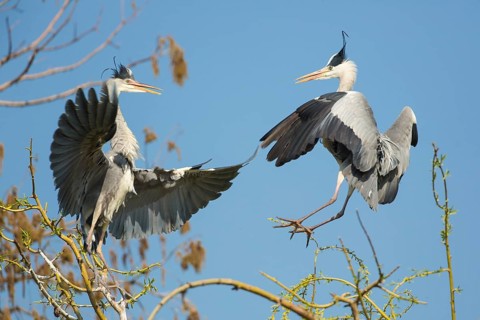 Grey Heron (Ardea cinerea) flying, Baden-Wuerttemberg, Germany