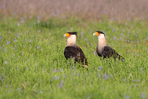 Crested Caracara (Caracara cheriway)