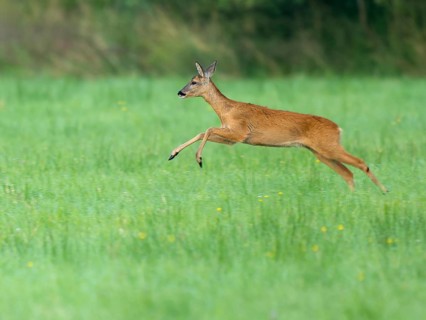 Roe deer (Capreolus capreolus), doe jumping across a meadow, wildlife, Lower Saxony, Germany