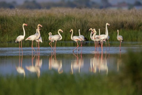 Pink flamingo, (Phoenicopterus ruber), Phoenicopterus roseus, animals, birds, flamingo, biotope,