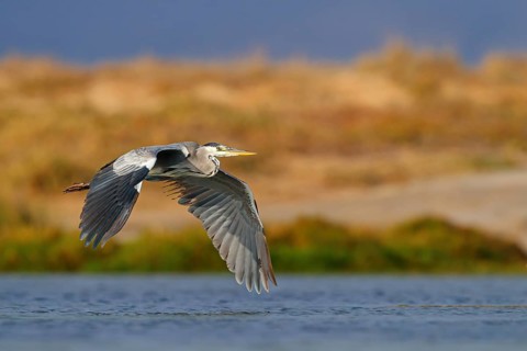 Grey grey heron (Ardea cinerea), Foraging, Boat Trip, Tiszaalpár, Kiskunsági National Park,