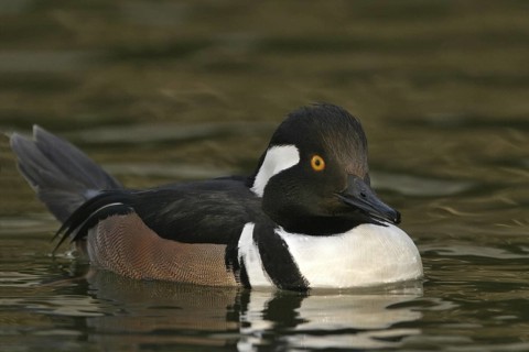 Hooded Merganser (Lophodytes cucullatus) male, Arizona, USA