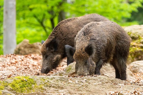 Wild boar (Sus scrofa) standing in a forest, Bavaria, Germany