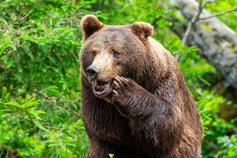 Eurasian brown bear (Ursus arctos arctos), portrait, Bavarian Forest, Bavaria, Germany