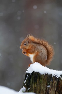 Red squirrel (Sciurus vulgaris) adult animal feeding on a nut on a tree stump covered in snow in