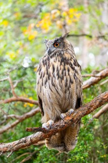 Eurasian eagle-owl (Bubo bubo), captive, sitting on a branch in a forest, Pyrenees, Catalonia,
