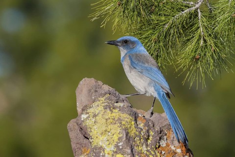 Woodhouse’s Scrub-Jay Aphelocoma woodhouseii Tucson, Pima County, Arizona, United States 9 February