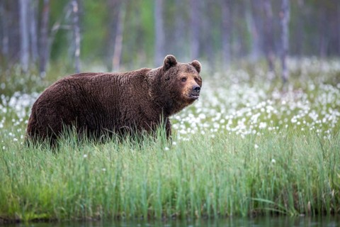 European brown bear (Ursus arctos), Europe, Scandinavia, Finland