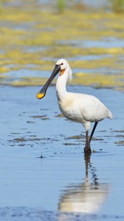 Spoonbill (Platalea leucorodia), adult bird striding through shallow water, adult bird in