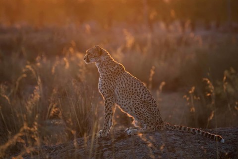 Cheetah (Acinonyx jubatus) female on rocks in flowering grassland at sunrise, Castile-La Mancha,