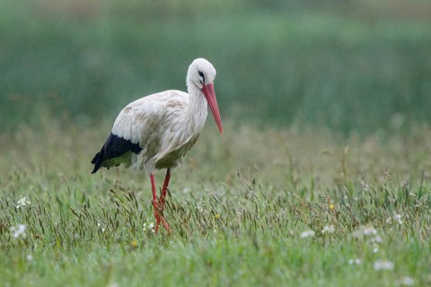 White Stork (Ciconia ciconia) foraging, North Rhine-Westphalia, Germany