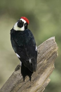 Acorn Woodpecker (Melanerpes formicivorus), Arizona, USA