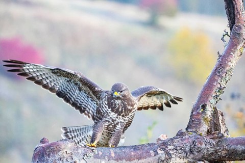 Common Buzzard (Buteo buteo) Germany