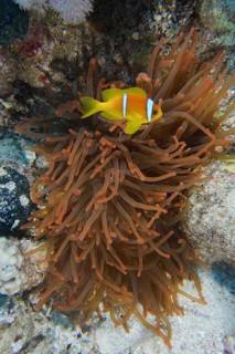 Fluorescent bubble anemone (Entacmaea quadricolor)