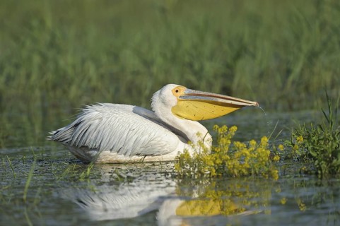 Rosapelikan (Pelecanus onocrotalus) Eastern White Pelican