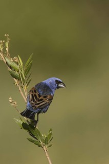 Blue Grosbeak (Passerina caerulea) male, California, USA