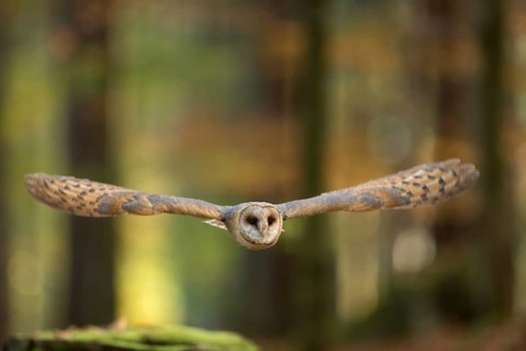 Western Barn Owl (Tyto alba) flying, North Rhine-Westphalia, Germany