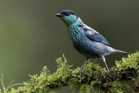 Black-capped Tanager (Tangara heinei) perched on a branch in Colombia, South America