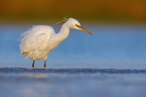 Western Reef Heron, Western Reef-Heron, Western Reef-Egret, (Egretta gularis), Garceta Dimorfa,
