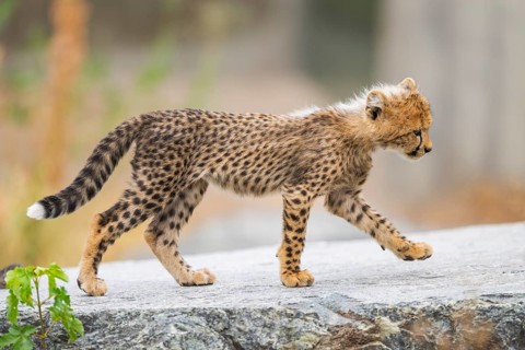 Cheetah (Acinonyx jubatus) youngster walking on a rock, captive, occurrence Africa