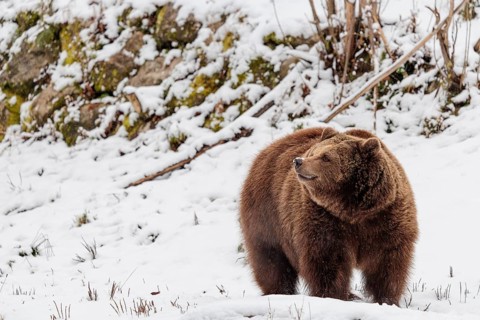 A Eurasian brown bear (Ursus arctos arctos) runs across a snow-covered meadow in hilly terrain.