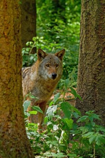 Wolf, European gray wolf, Canis lupus