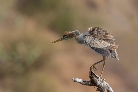 Purple Heron (Ardea purpurea) perched on a branch, Senegal