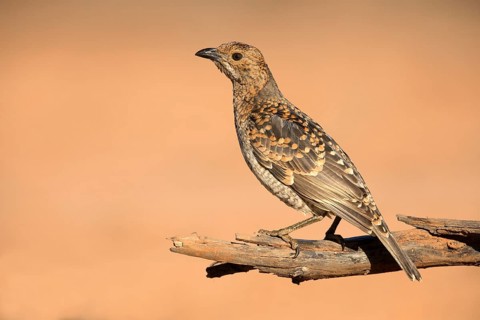 Spotted Bowerbird (Chlamydera maculata) male perched on a branch, Queensland, Australia