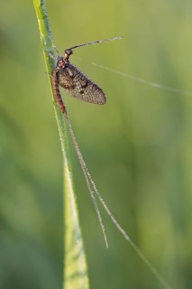 Brown mayfly, (Ephemera vulgata), animals, insects, flies, fly, Lake Neusiedl, Andau, Burgenland,