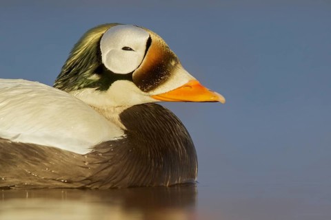 Spectacled Eider (Somateria fischeri) feeding on a small pond on the tundra in Northern Alaska