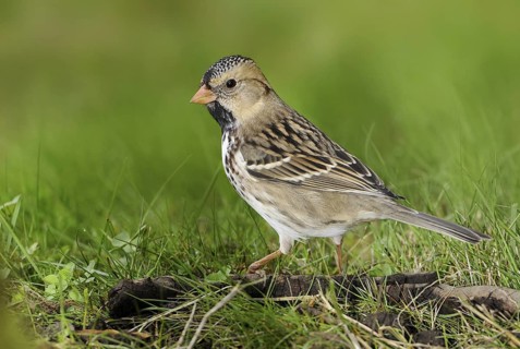Harris's Sparrow (Zonotrichia querula), British Columbia, Canada
