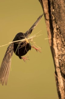 Common Starling (Sturnus vulgaris) approaching nest hole with nesting material in beak, Serbia