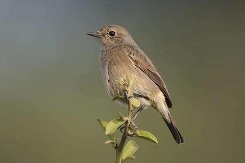 Pied Bush Chat (Saxicola caprata) female, India