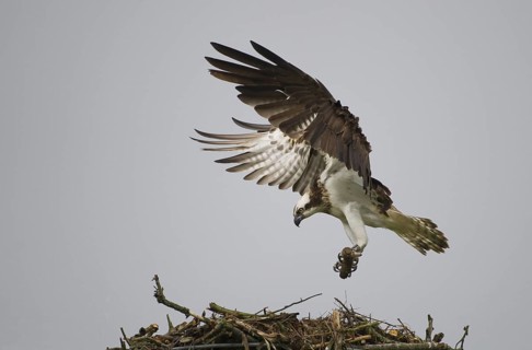 Western Osprey (Pandion haliaetus) flying, Mecklenburg-Western Pomerania, Germany