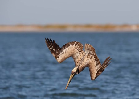 Brown Pelican (Pelecanus occidentalis) flying, Florida, USA