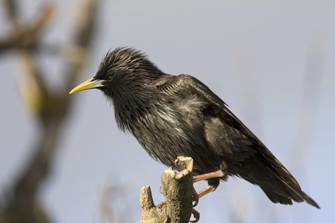 Spotless Starling (Sturnus unicolor), Madrid, Spain