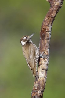 Arizona Woodpecker Picoides arizonae Madera Canyon, Santa Cruz County, Arizona, United States 18