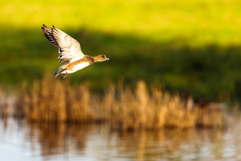 Eurasian Wigeon, Mareca penelope, female in flight over marshes in Devon, England, United Kingdom
