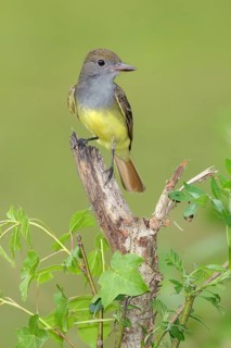 Great Crested Flycatcher (Myiarchus crinitus) perched on an old branch, Texas, USA