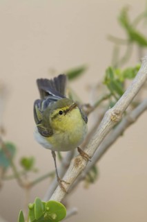 Wood Warbler (Phylloscopus sibilatrix), Oman