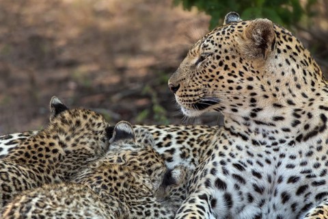 Leopard (Panthera pardus) female with 2 cubs, Sabi Sands, South Africa