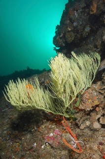 Shrub gorgonian (Rumphella sp)