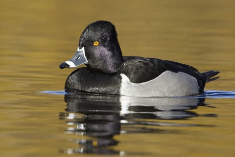 Ring-necked Duck (Aythya collaris) male, British Columbia, Canada