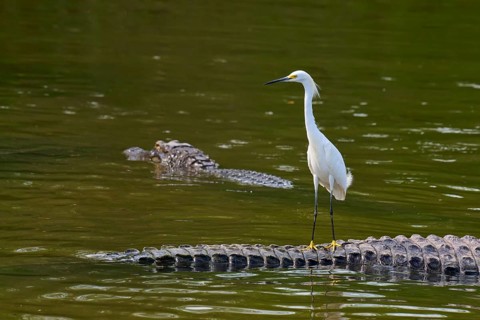 A heron stands on a crocodile in the calm water and looks ahead, Great Egret (Egretta thula),