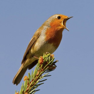 European Robin (Erithacus rubecula) singing, Asturias, Spain