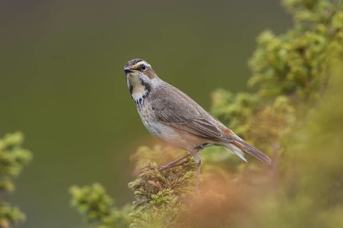 Blaukehlchen rotsterniges (Luscinia svecica svecica) Bluethroat, female