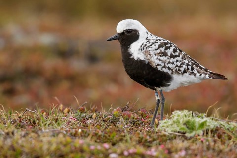 Black-bellied Plover (Pluvialis squatarola) perched on the tundra in Nome, Alaska